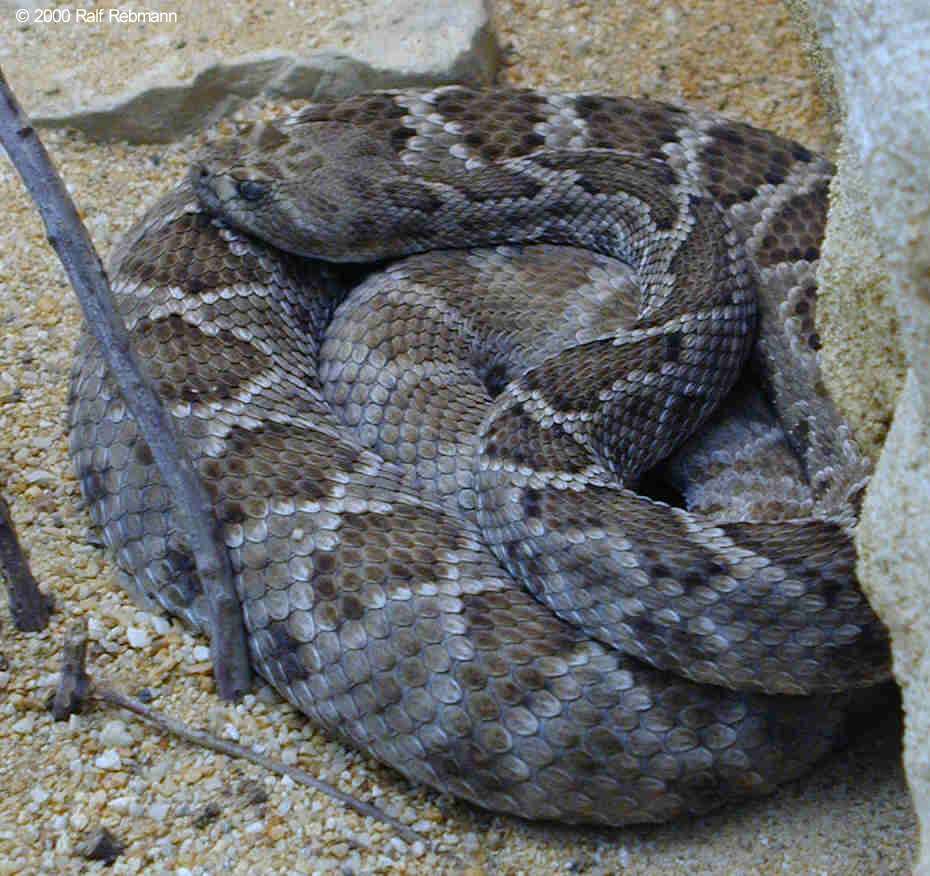 Crotalus catalinensis Bild02